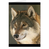 Grey Wolf (Front)