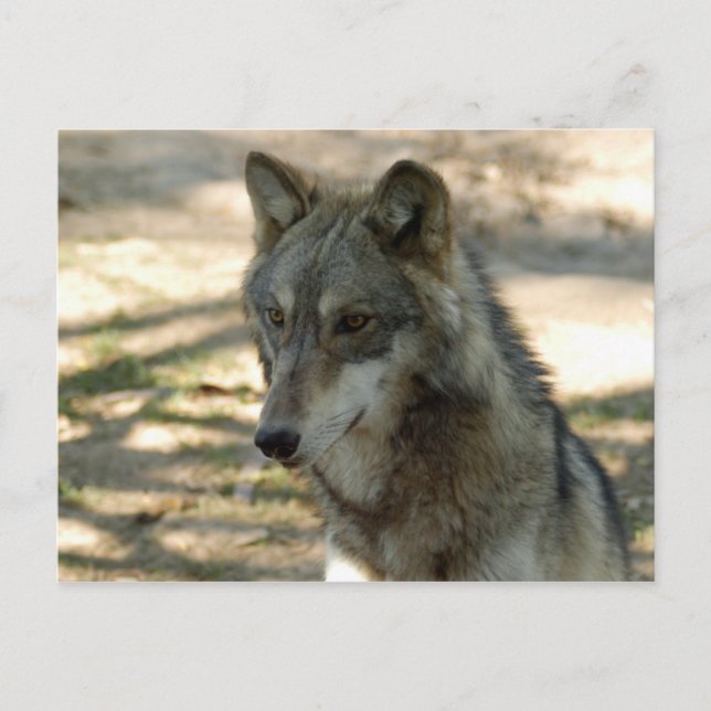 grey-wolf-21 postcard (Front)