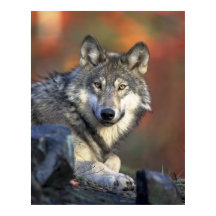 Grey Wolf Autumn Canvas Print