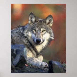 Grey Wolf Autumn Canvas Print