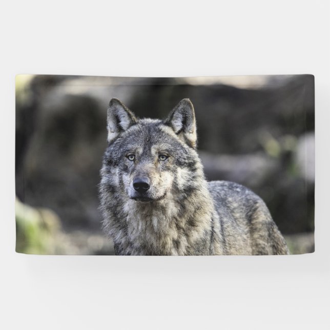 Grey Wolf Banner (Horizontal)
