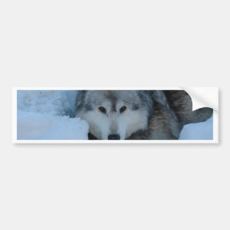 Grey wolf bumper sticker