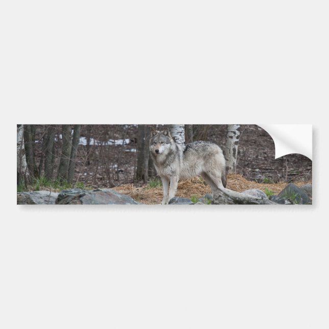 Grey Wolf Bumper Sticker (Front)