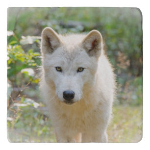 Grey Wolf, Canadian Animal Photography Trivet