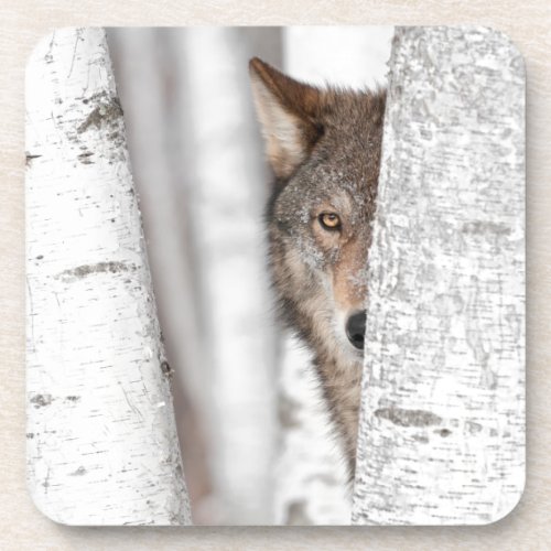 Grey Wolf Canis lupus Behind Tree Coaster