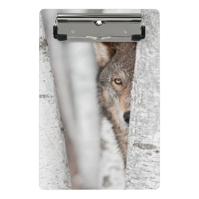 Grey Wolf (Canis lupus) Behind Tree Mini Clipboard (Front)