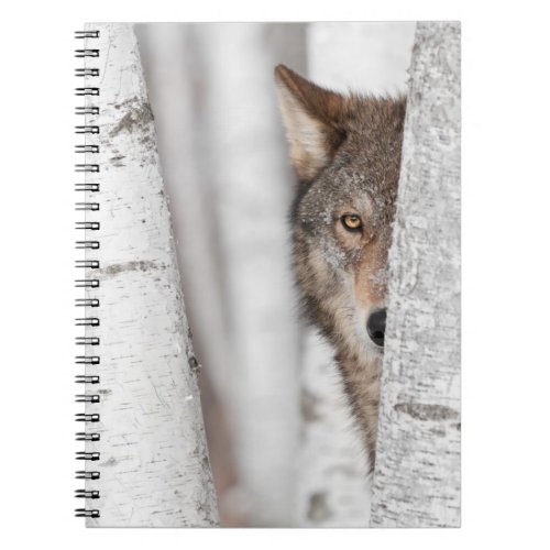 Grey Wolf Canis lupus Behind Tree Notebook