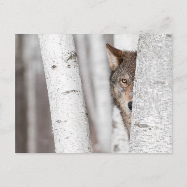 Grey Wolf (Canis lupus) Behind Tree Postcard (Front)