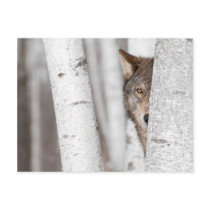 Grey Wolf (Canis lupus) Behind Tree Postcard