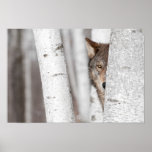 Grey Wolf (canis Lupus) Behind Tree Poster at Zazzle