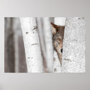 Grey Wolf (Canis lupus) Behind Tree Poster