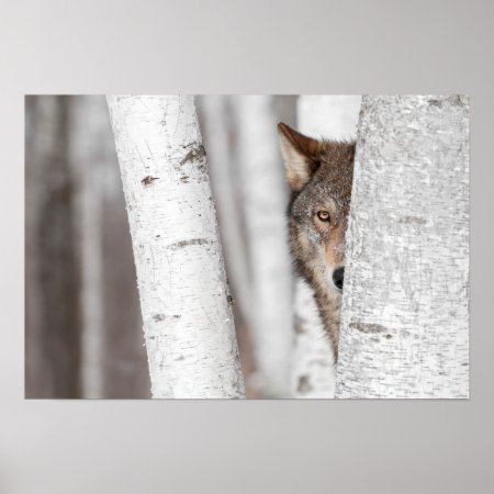 Grey Wolf (canis Lupus) Behind Tree Poster