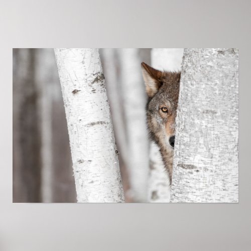 Grey Wolf Canis lupus Behind Tree Poster