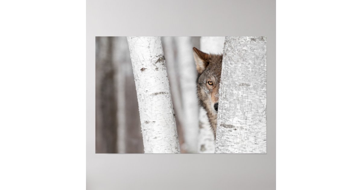 zazzle