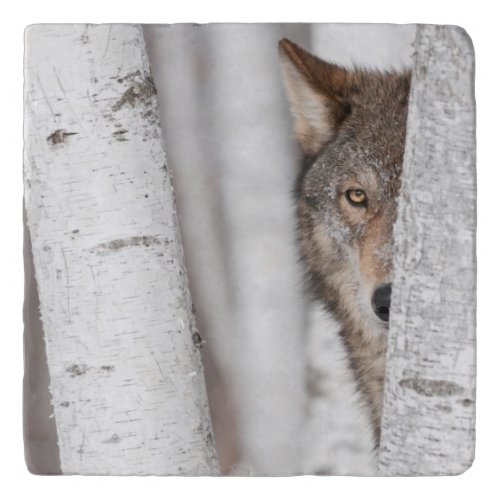 Grey Wolf Canis lupus Behind Tree Trivet