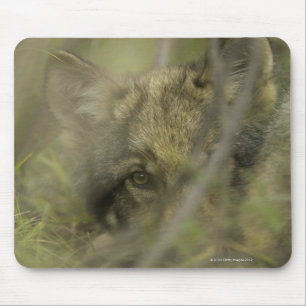 Grey wolf (Canis lupus) pup alone, hiding in Mouse Pad