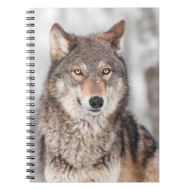 Grey Wolf (Canis lupus) With One Ear Back Notebook (Front)
