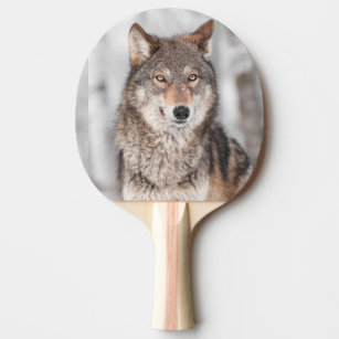 Grey Wolf (Canis lupus) With One Ear Back Ping-Pong Paddle