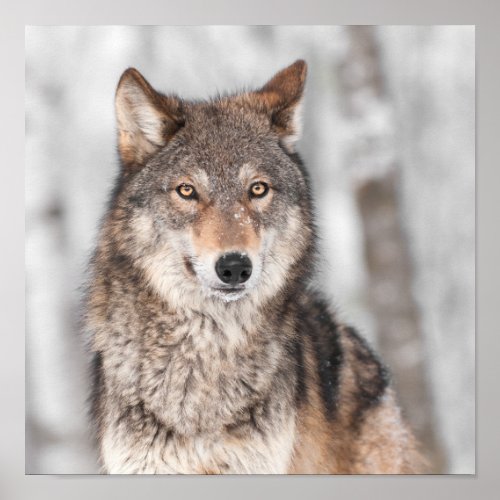 Grey Wolf Canis lupus With One Ear Back Poster