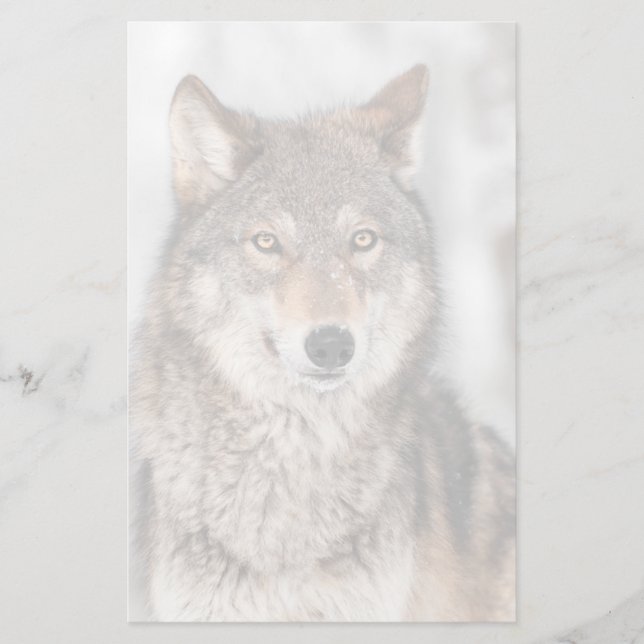 Grey Wolf (Canis lupus) With One Ear Back Stationery (Front)
