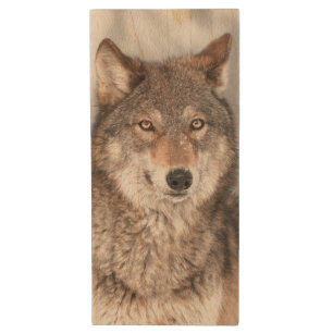 Grey Wolf (Canis lupus) With One Ear Back Wood USB Flash Drive