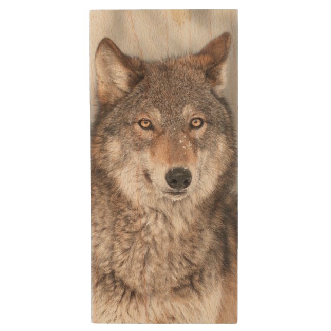 Grey Wolf (Canis lupus) With One Ear Back Wood USB Flash Drive (Front Vertical)