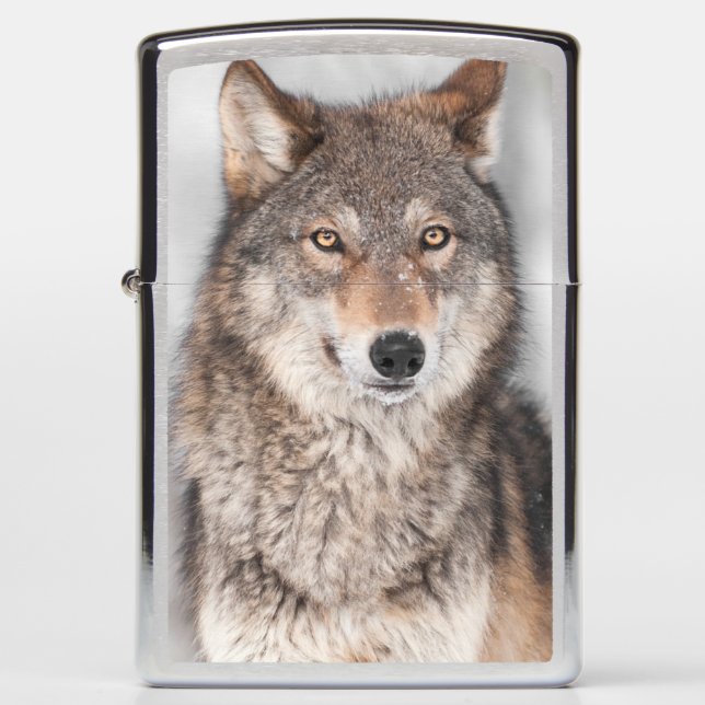 Grey Wolf (Canis lupus) With One Ear Back Zippo Lighter (Front)