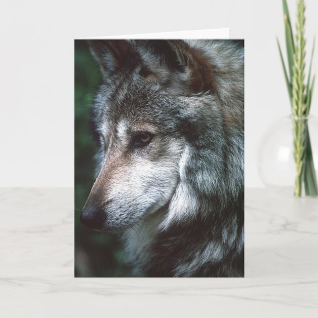 Grey Wolf Card (Front)