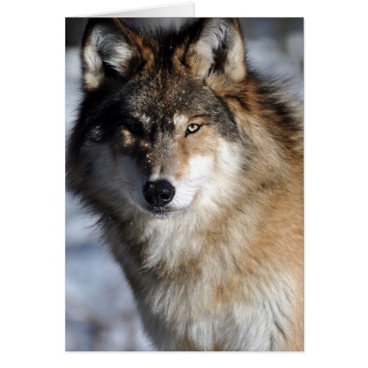Grey Wolf Cards (Front)