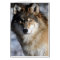 Grey Wolf