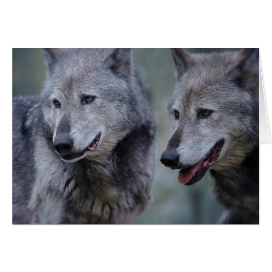 Grey wolf cards (Front Horizontal)