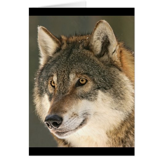 Grey Wolf Cards (Front)