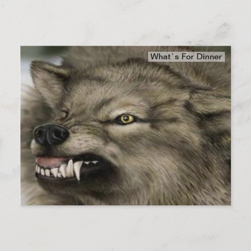 Grey Wolf Dinner Time Postcard