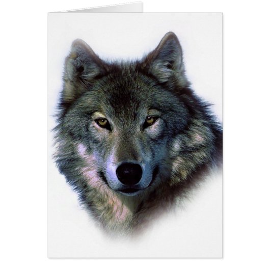 Grey Wolf Eyes Cards (Front)