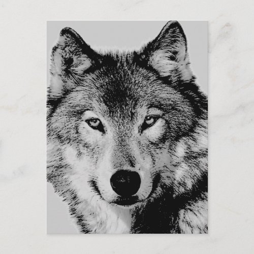 Grey Wolf Eyes Postcard