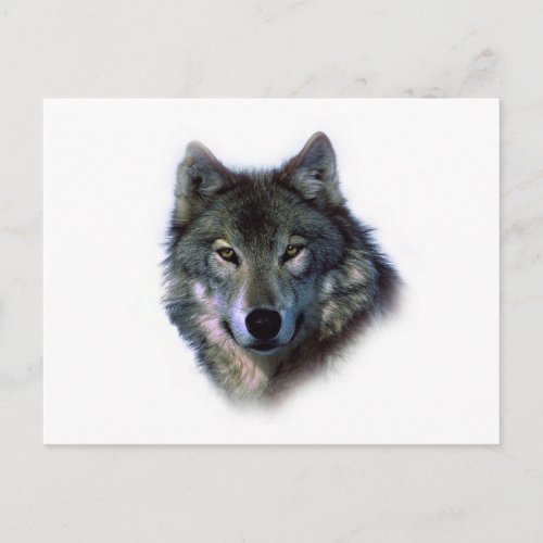 Grey Wolf Eyes Postcard