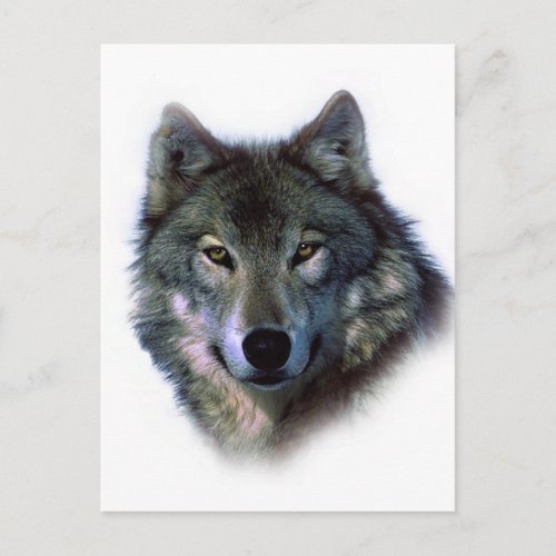 Grey Wolf Eyes Postcard