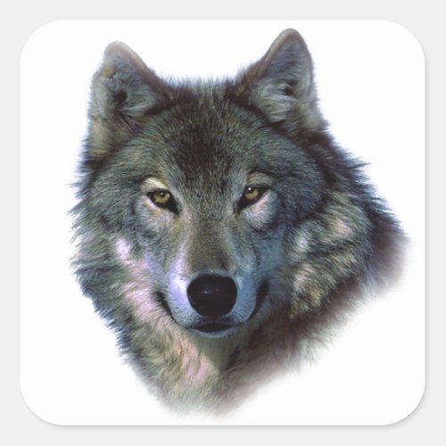 Grey Wolf Eyes Square Sticker