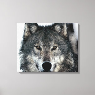 Grey Wolf Eyes Wrapped Canvas