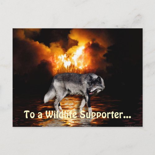 Grey Wolf  Forest Fire Survival Postcards