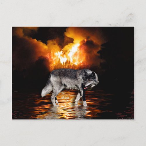 Grey Wolf  Forest Fire Wildlife Photo Postcards