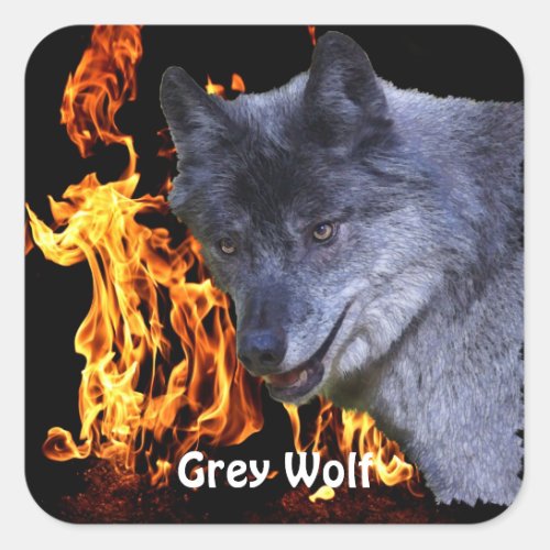 GREY WOLF  FOREST FIRE Wildlife Supporter Square Sticker