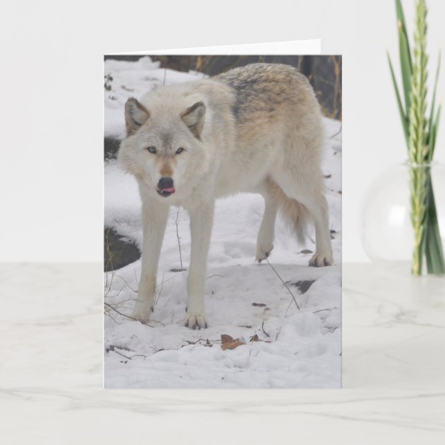 Grey Wolf Greeting Card (Front)