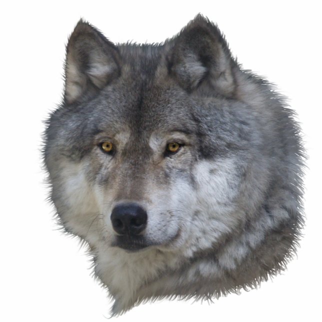 GREY WOLF HEAD Wildlife Art Sculpted Gift Item Cutout (Front)