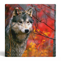 Grey Wolf in Beautiful Red and Yellow Foliage Binder