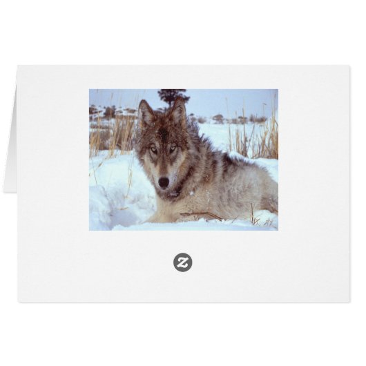 Grey Wolf In Winter (Back Horizontal)