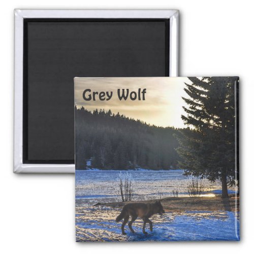 Grey Wolf in Winter at Sunset Magnet