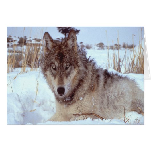Grey Wolf In Winter Cards (Front Horizontal)