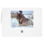 Grey Wolf In Winter Cards (Back Horizontal)