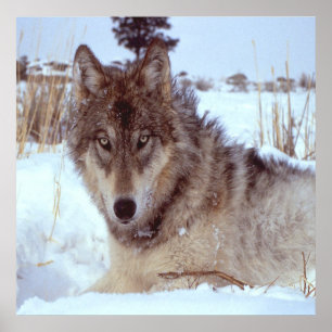 Grey Wolf In Winter Poster